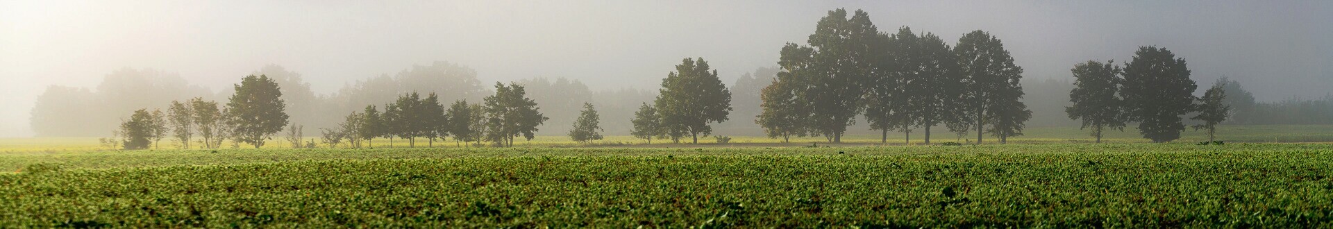 Baner top Gminy Dobrcz. Widok na drzewa w mgle.