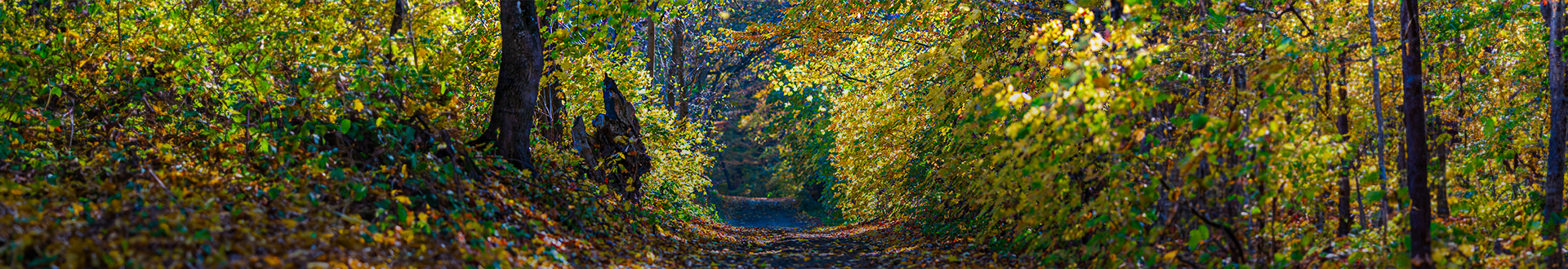 Baner wizerunkowy top Gminy Dobrcz. Widok na ścieżke prowadzącą przez las.