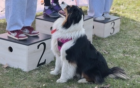 Długodystansowy Puchar Polski &ndash; II Roller Cup Dobrcz
