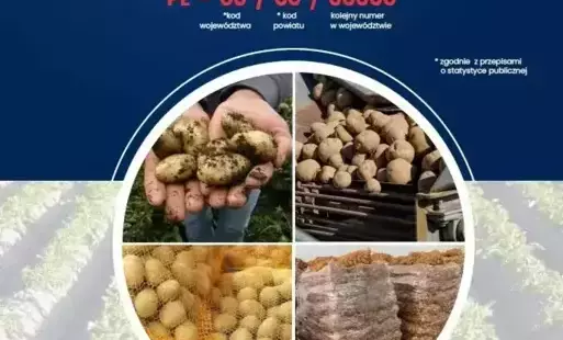Zdjęcie do Oznaczenie ziemniak&oacute;w konsumpcyjnych i przemysłowych