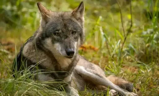 Zdjęcie do Ostrzeżenie: wilki - Kusowo