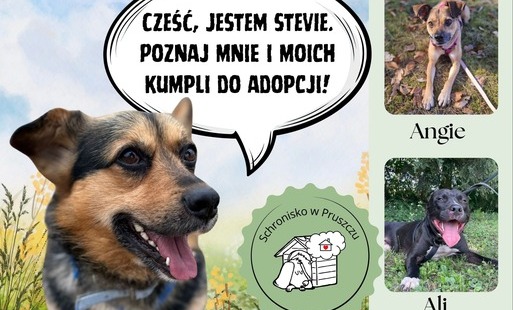 Zdjęcie do Psiaki do adopcji